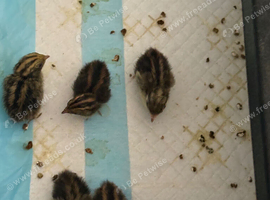 Miniature quails