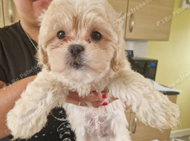 Gorgeous shih poo puppies for sale