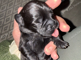 Beautiful frenchie/ cocker spaniel puppies for sale