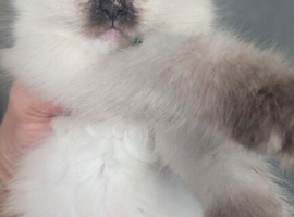 4 delightful ragdoll kittens looking for their families