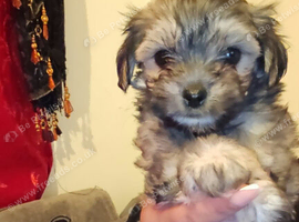 Maltese