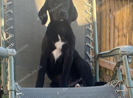 Max 5 months old