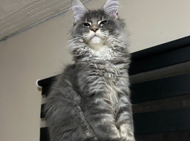 Maine Coon