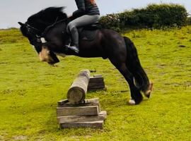 14.2 gelding