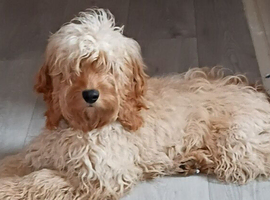 Cockapoo 8 months