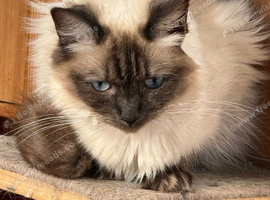 BEAUTIFUL RAGDOLL FEMALE FOR SALE