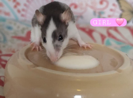 Beautiful mixed seed baby rats