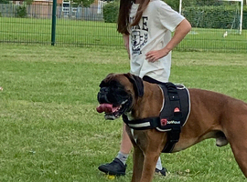 Proven boxer stud