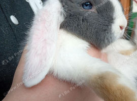 Mini lop