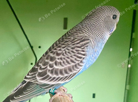 Young budgies