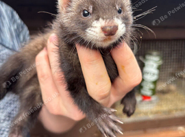 Baby Ferrets for sale