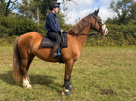 14.2 section D mare