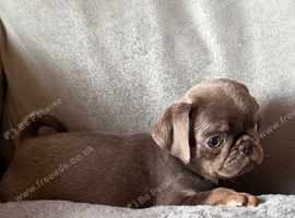 Pug Puppies