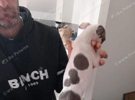 3 Staffy Girls for sale