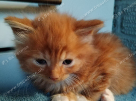 Domestic/main coon/ragdoll