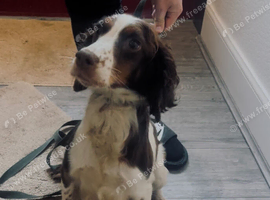 7 beautiful cocker spaniel puppies