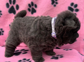 KC registered 6 outstanding adorable chow chow puppies