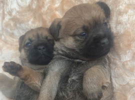 3 border terrier puppies