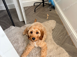 Teddy &ndash; 6-Month-Old Cavapoo Looking for a Loving Forever Home