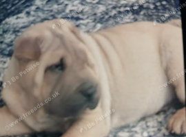 Shar pei