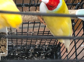 Male Gouldian Finch