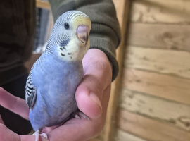 Budgies