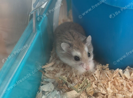 female robovroski dwarf hamster