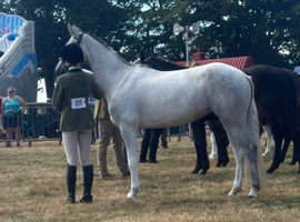 Part bred Connemara