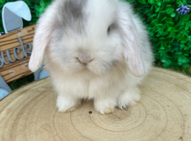Beautiful purebred mini lops ready to reserve