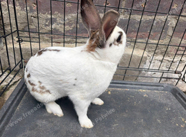 English spot rabbits in Sheffield