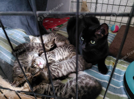 Beautiful Tabby Kittens For Sale