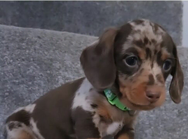 Stunning Miniature Dachshund Puppies Available