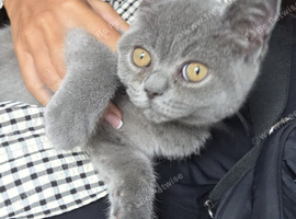Male British short hair kitten