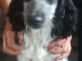 Blue roam cocka spaniel bitch