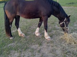 Registered Welsh section D mare