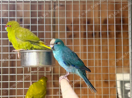 Kakaraki parrot