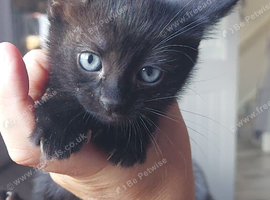 Kittens