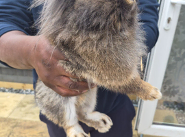 Mini loop rabbits