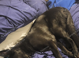Black german shepherd