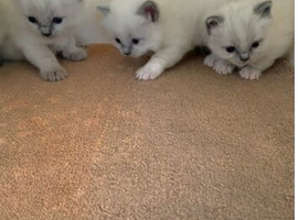 Ragdoll kittens