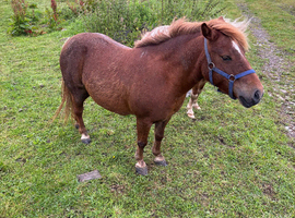 Shetland female