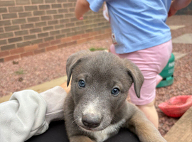 Lurcher puppies