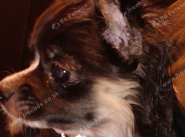 Female pure Chihuahua Black and white long haired