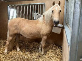15h palomino gelding