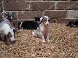 Border collie puppies
