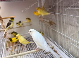 Persian canary's and Lancashire canary's