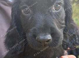 Beautiful 8 week old cocker spaniel puppies