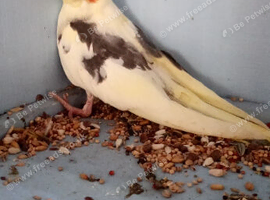 Young Cockatiels