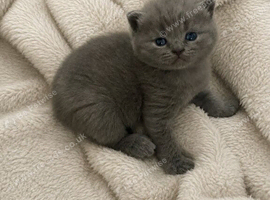 Beautiful kittens ready to reserve to forever homes