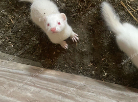 Albino kit hob for &pound;30 or swap for female kit jill dark or silver